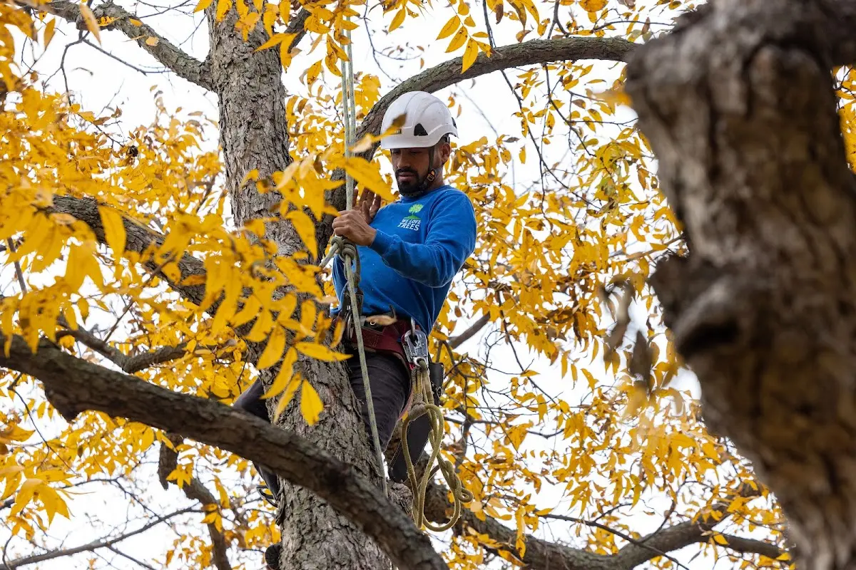 Skilled Dead Tree Removal crew working in Huffman